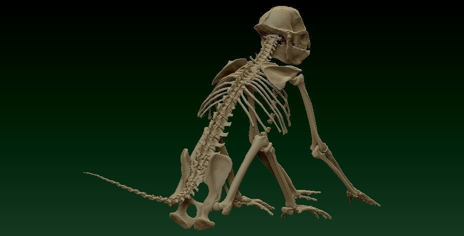 Baby monkey bones on display - statue - 3D printed 3D print model_2