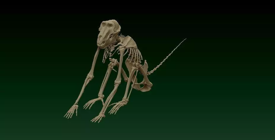 Baby monkey bones on display - statue - 3D printed 3D print model_0