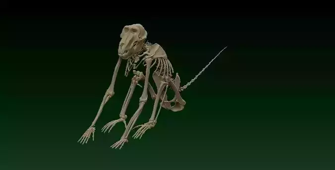 Baby monkey bones on display - statue - 3D printed 3D print model