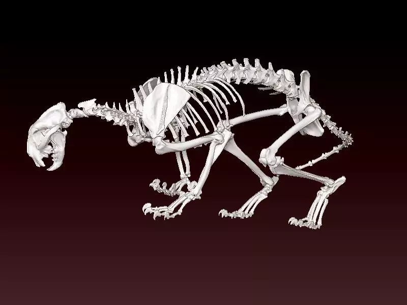 Decorative Mountain Lion bone - 3D print 3D print model