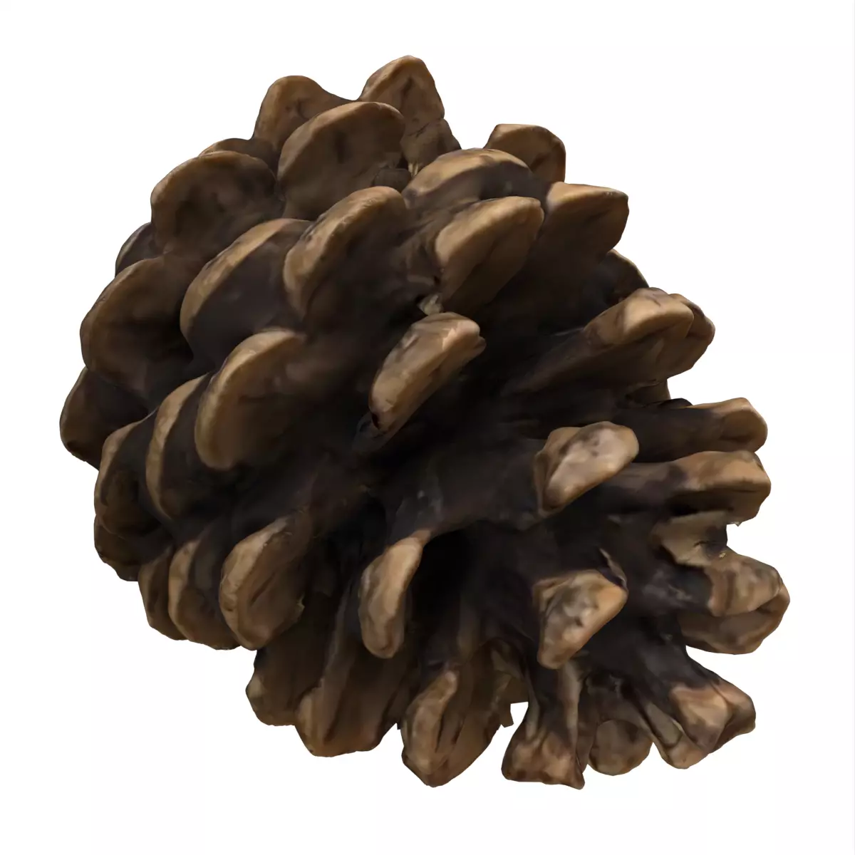 3D Scanned Pinecone Photogrammetry Free 3D model