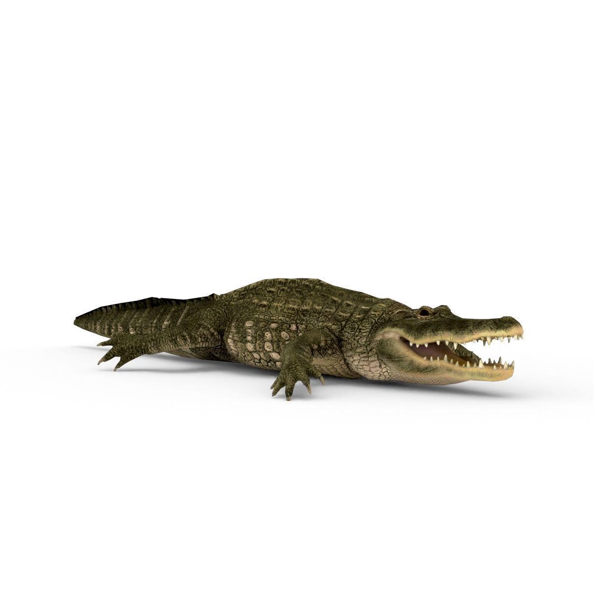 Low Poly Alligator 3D Model 3D model_6