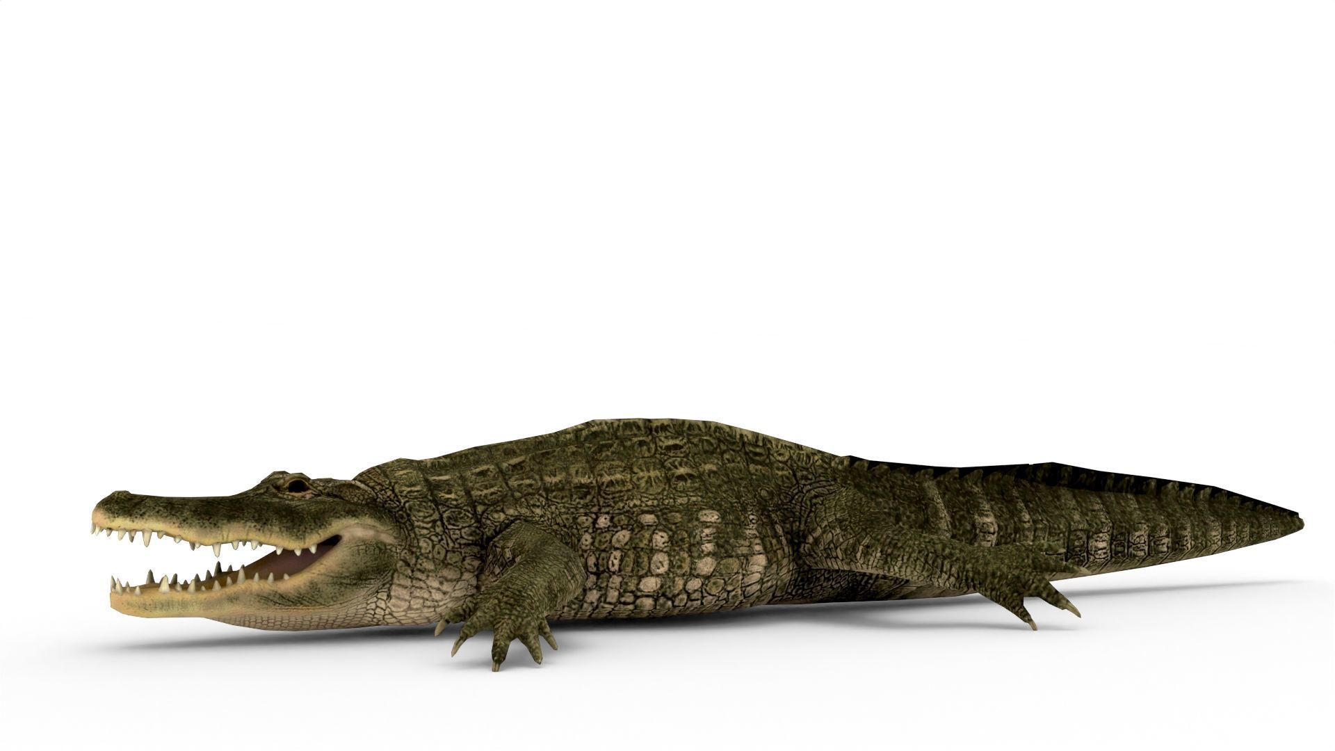 Low Poly Alligator 3D Model 3D model_2