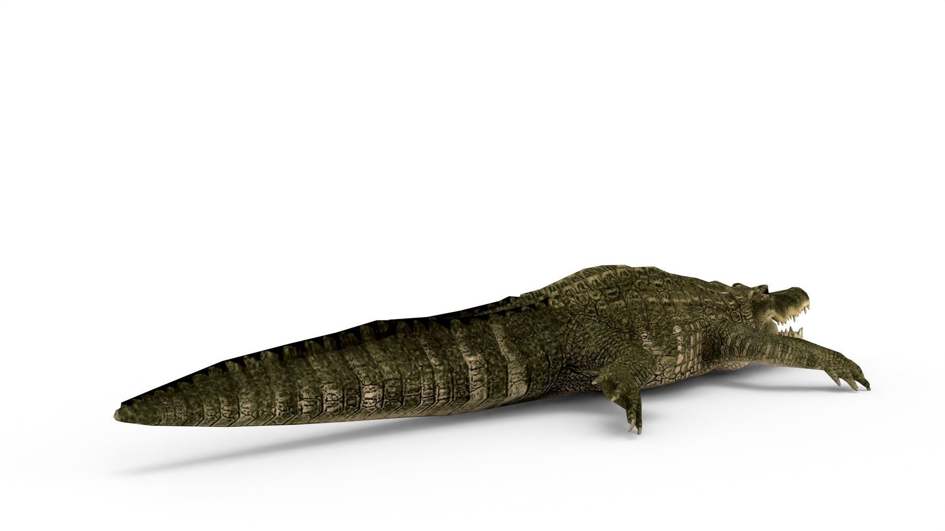 Low Poly Alligator 3D Model 3D model_3