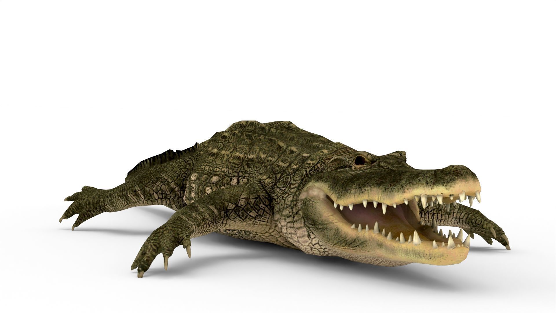 Low Poly Alligator 3D Model 3D model_5