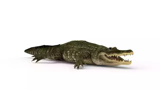 Low Poly Alligator 3D Model
