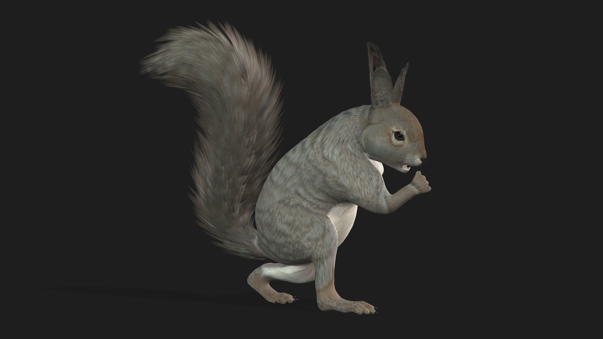 Squirrel-A1 3D model_14