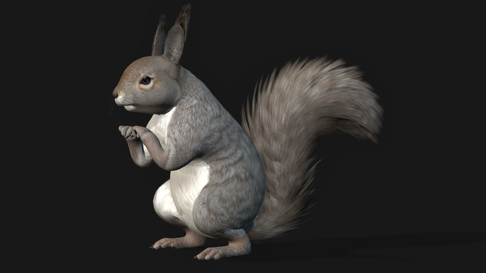 Squirrel-A1 3D model_2