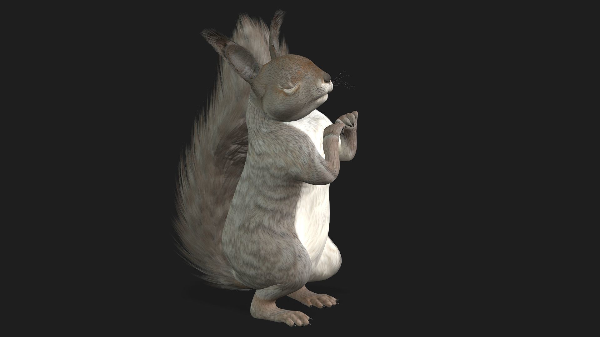Squirrel-A1 3D model_12