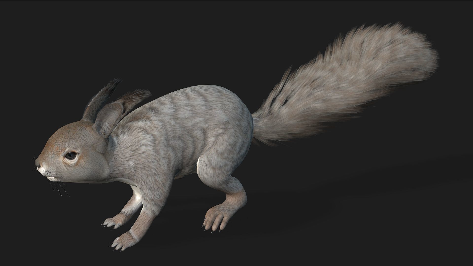 Squirrel-A1 3D model_4
