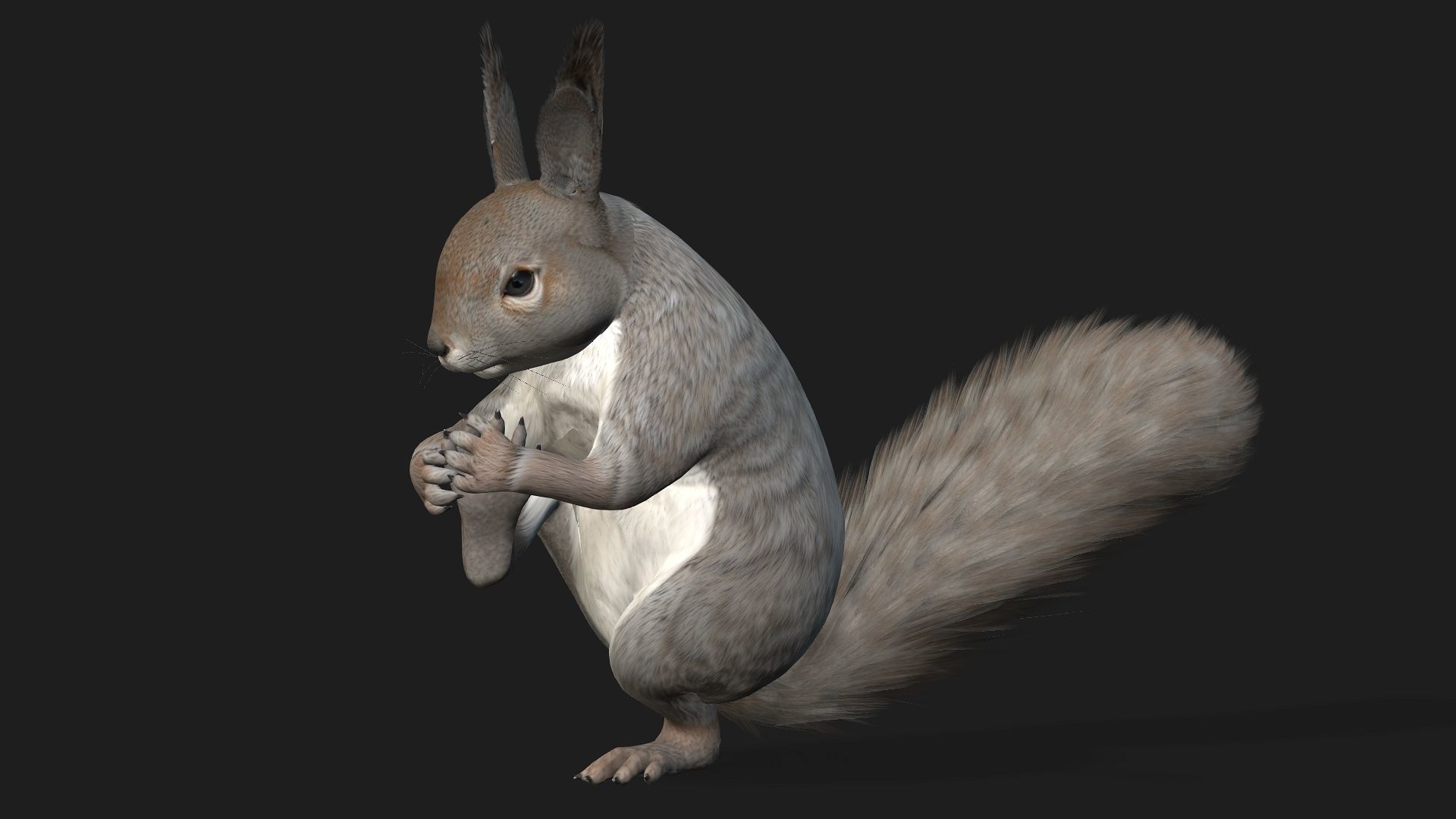 Squirrel-A1 3D model_6