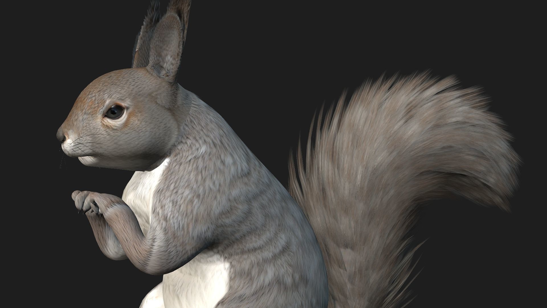 Squirrel-A1 3D model_11