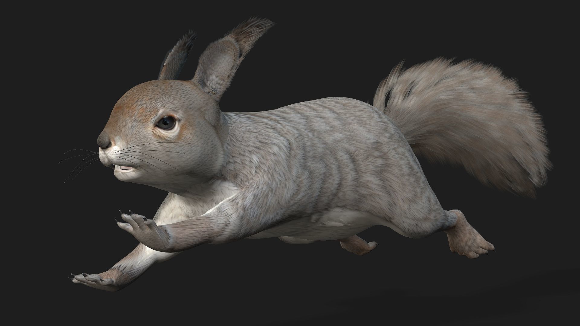 Squirrel-A1 3D model_16