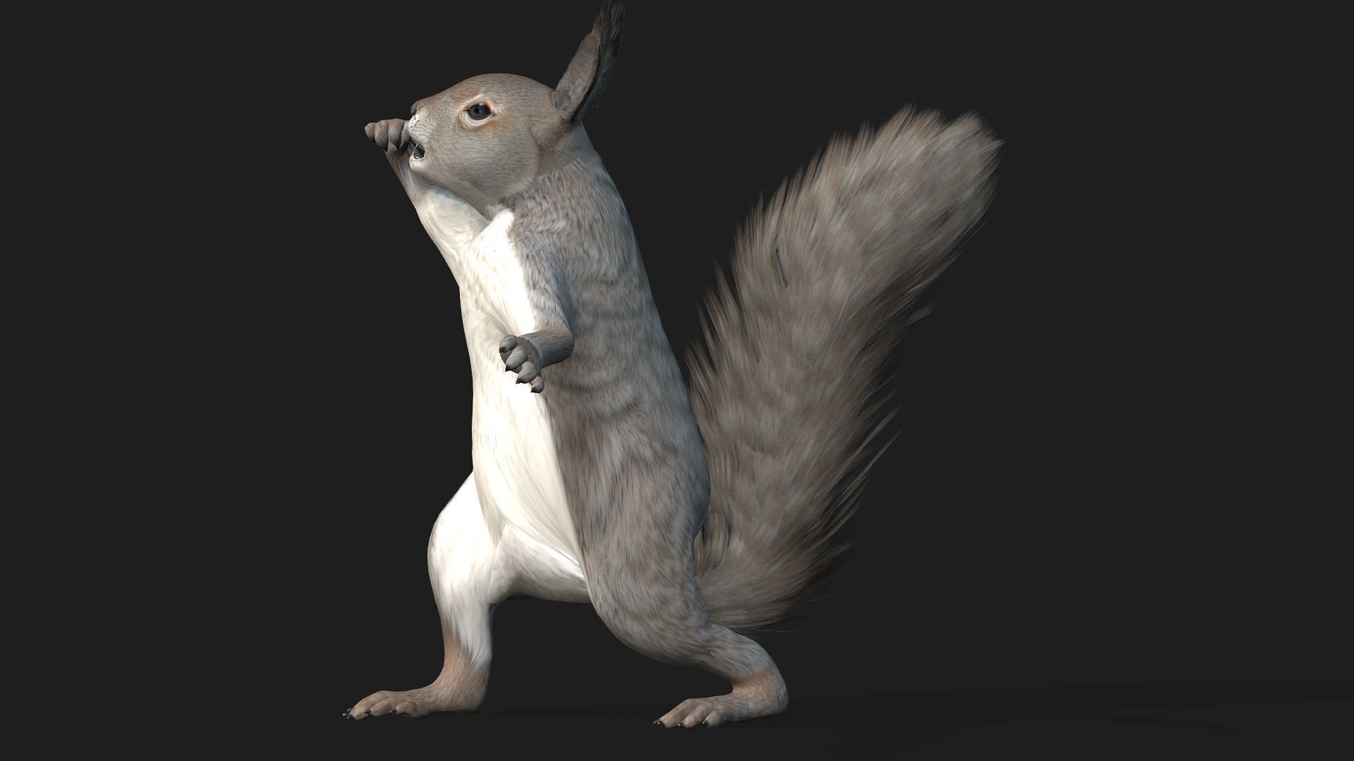 Squirrel-A1 3D model_15