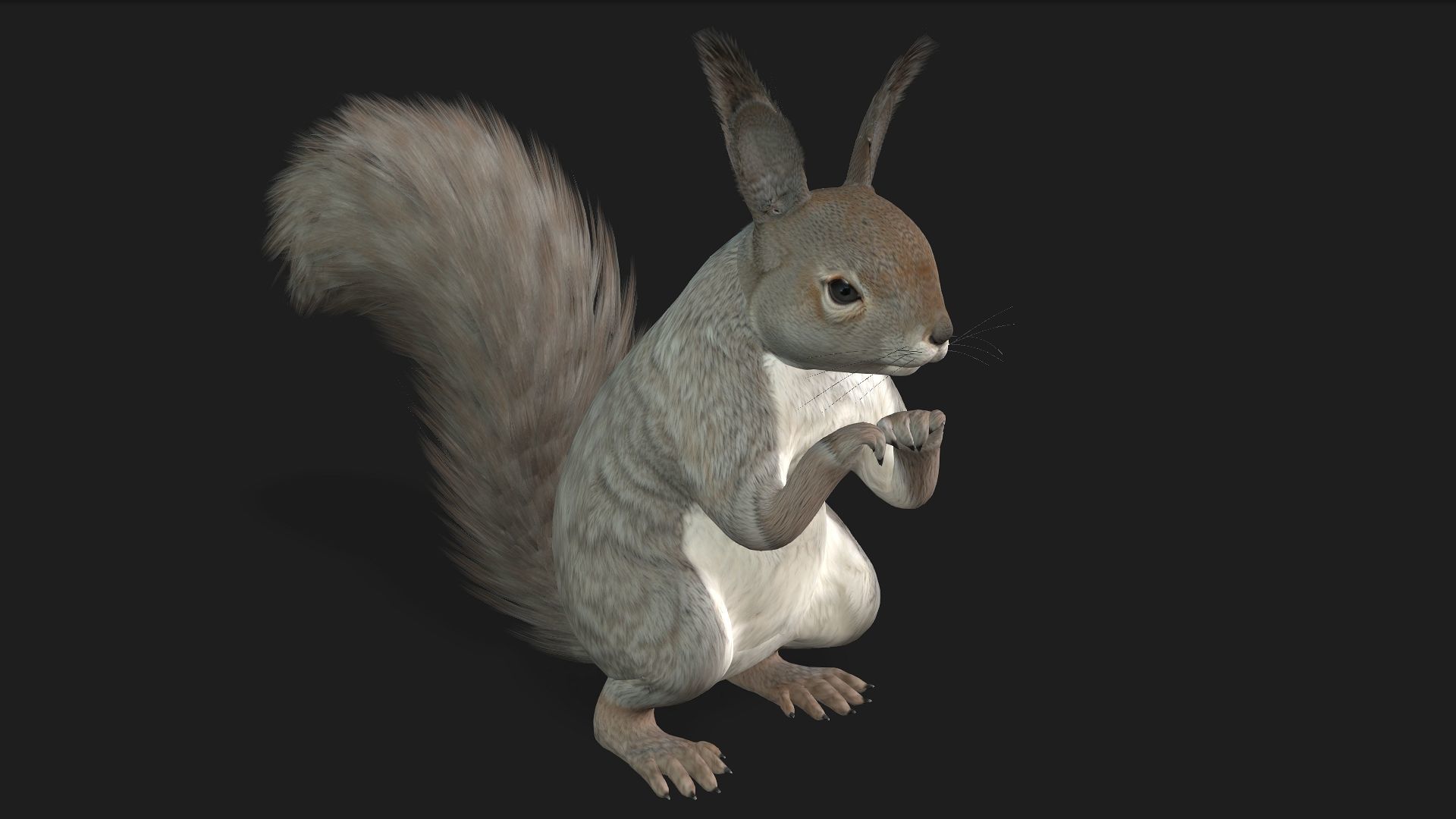 Squirrel-A1 3D model_10