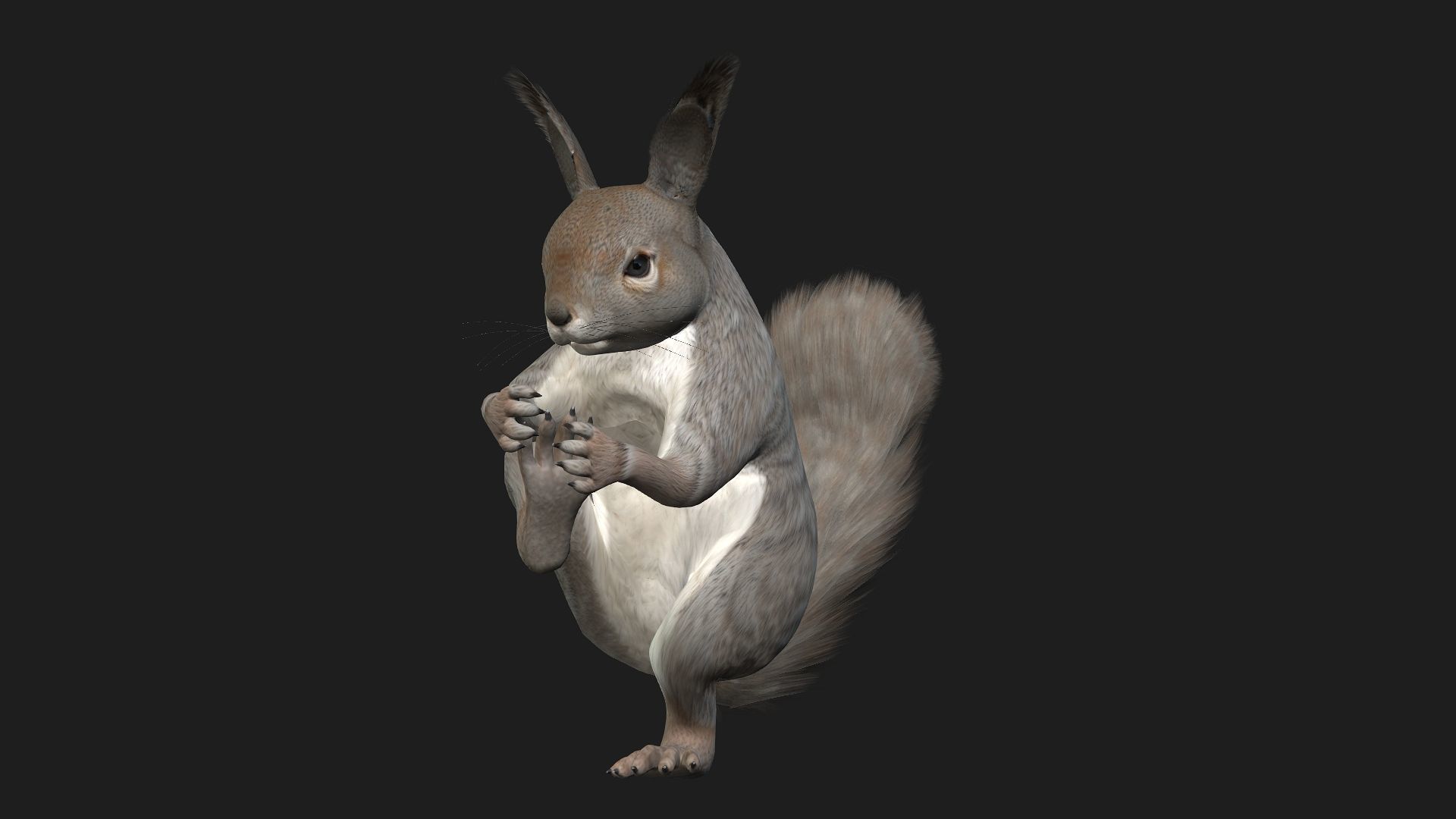 Squirrel-A1 3D model_8