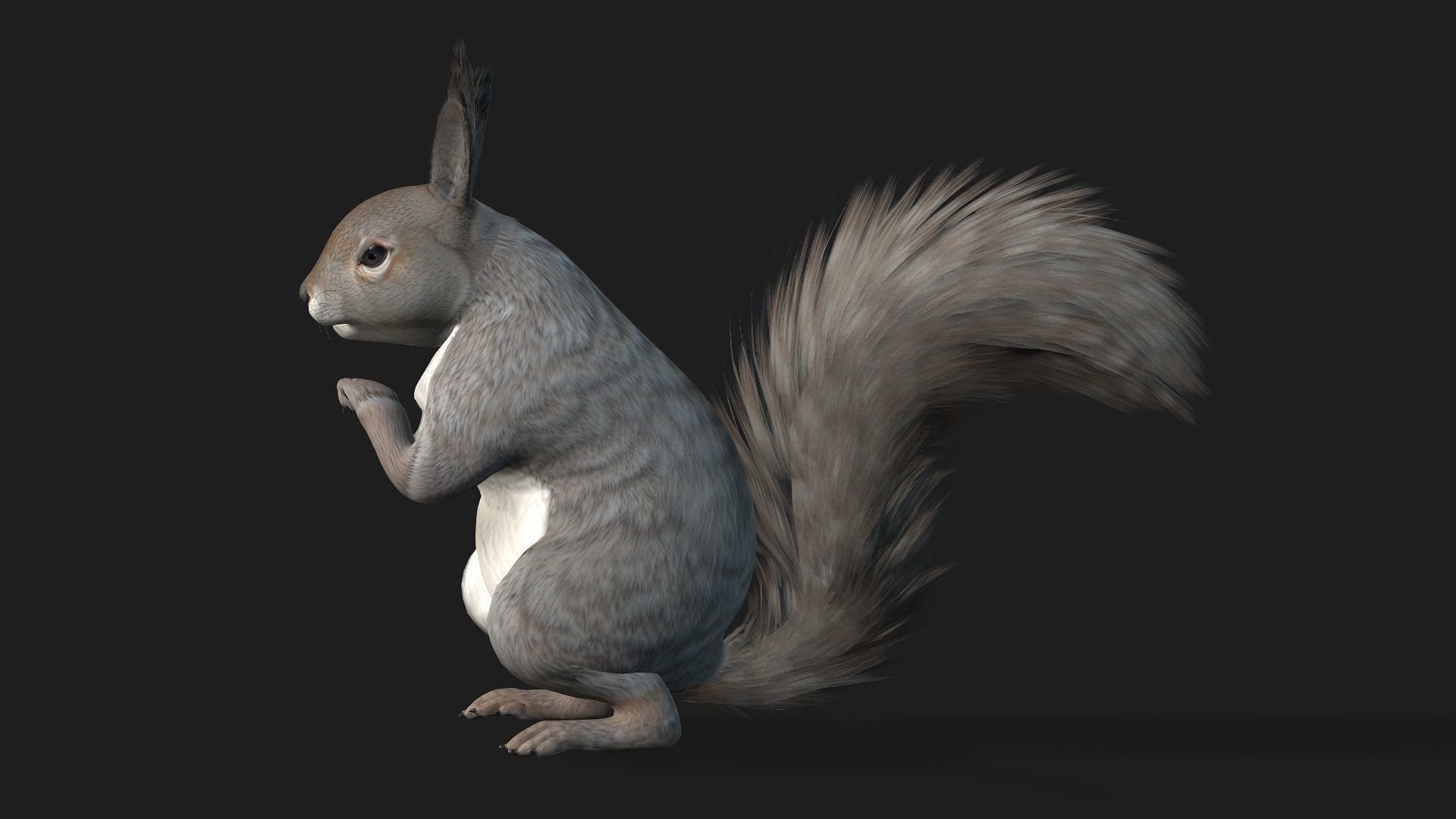 Squirrel-A1 3D model_9