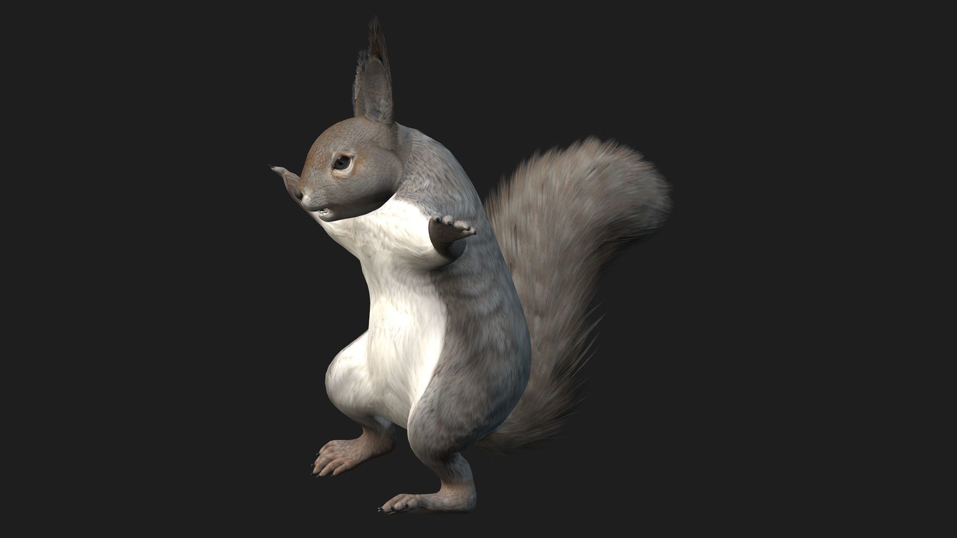 Squirrel-A1 3D model_7
