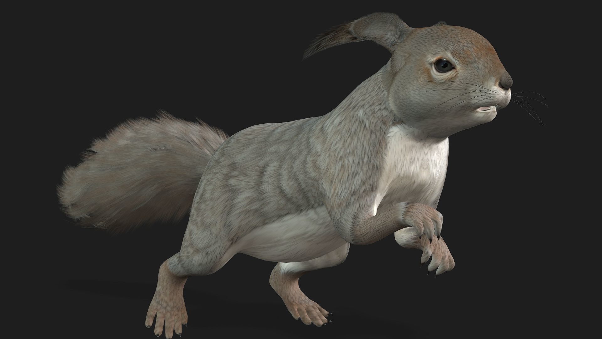 Squirrel-A1 3D model_3