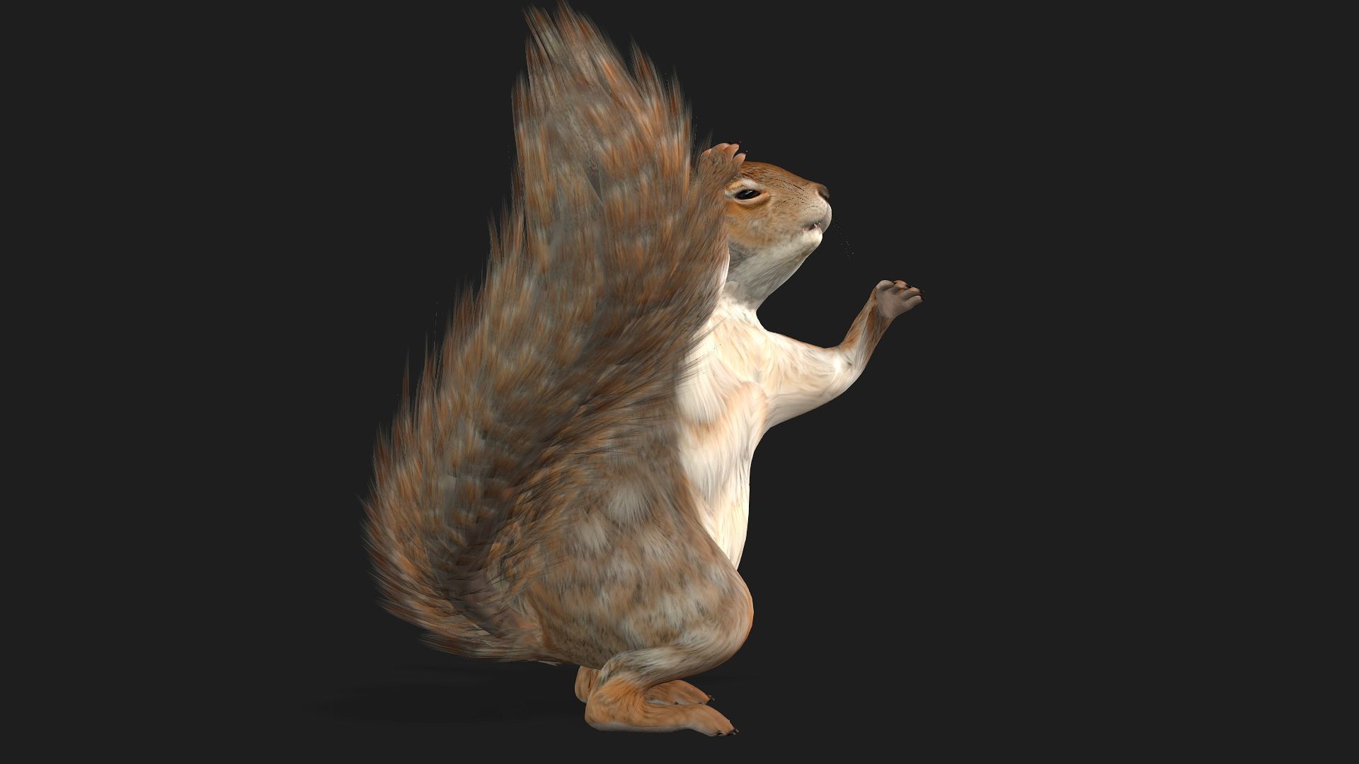 Squirrel-A3 3D model_4
