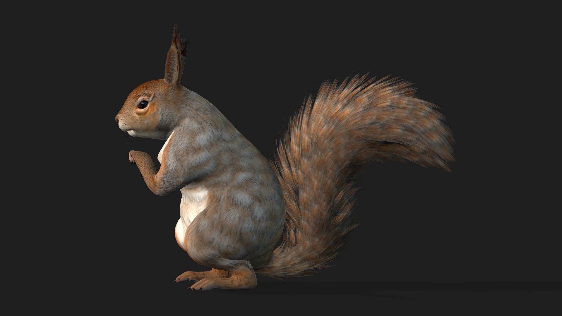 Squirrel-A3 3D model_10
