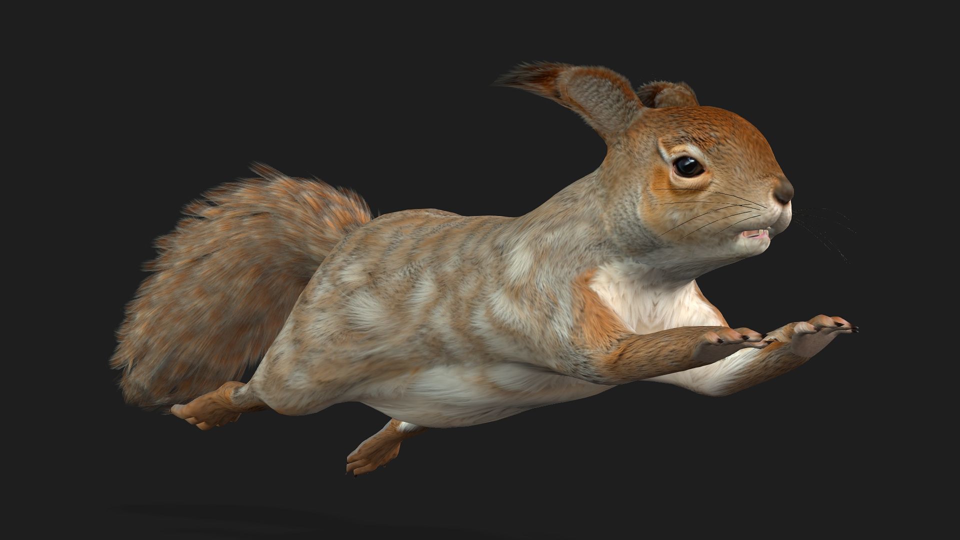 Squirrel-A3 3D model_6