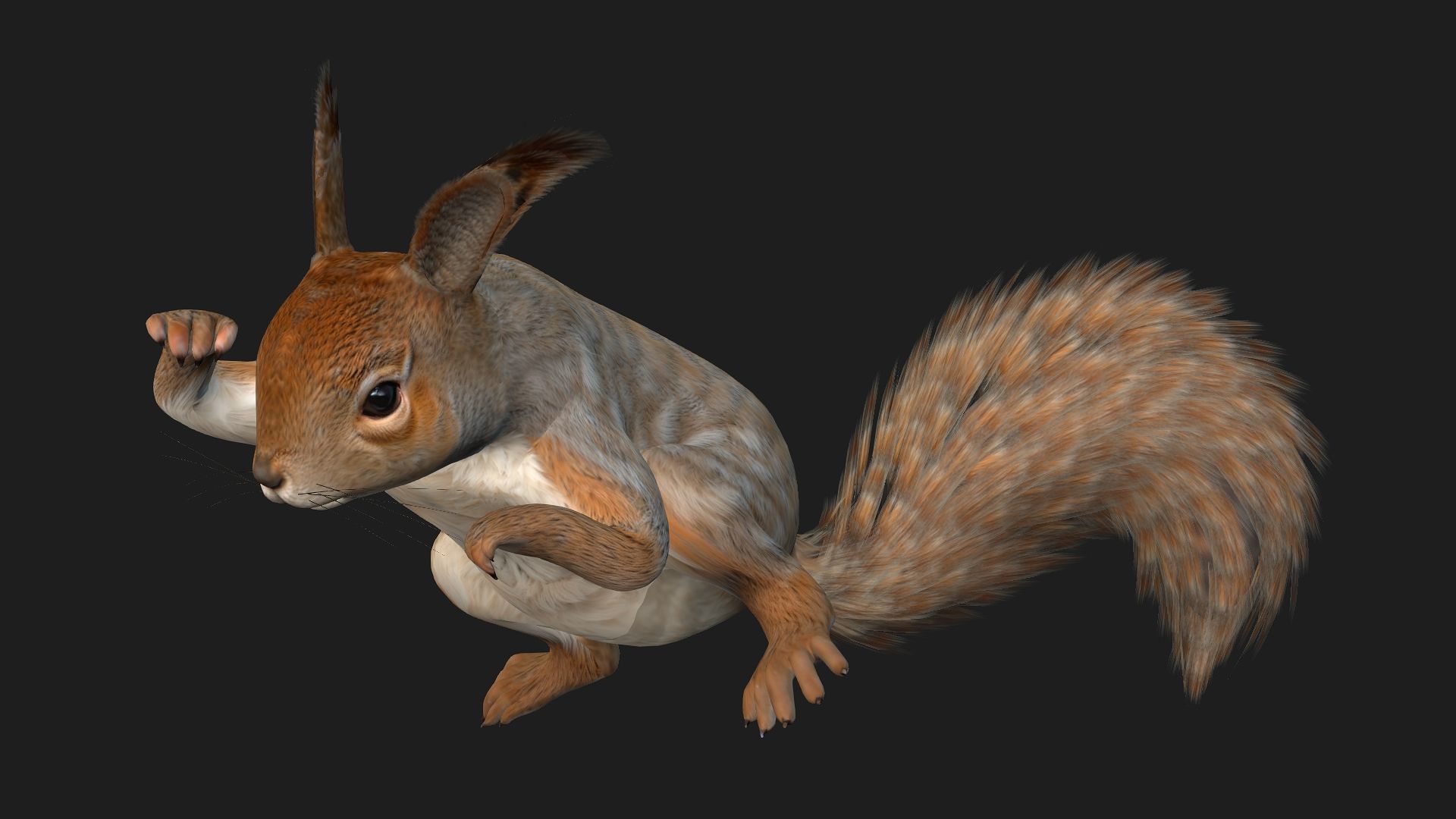 Squirrel-A3 3D model_13