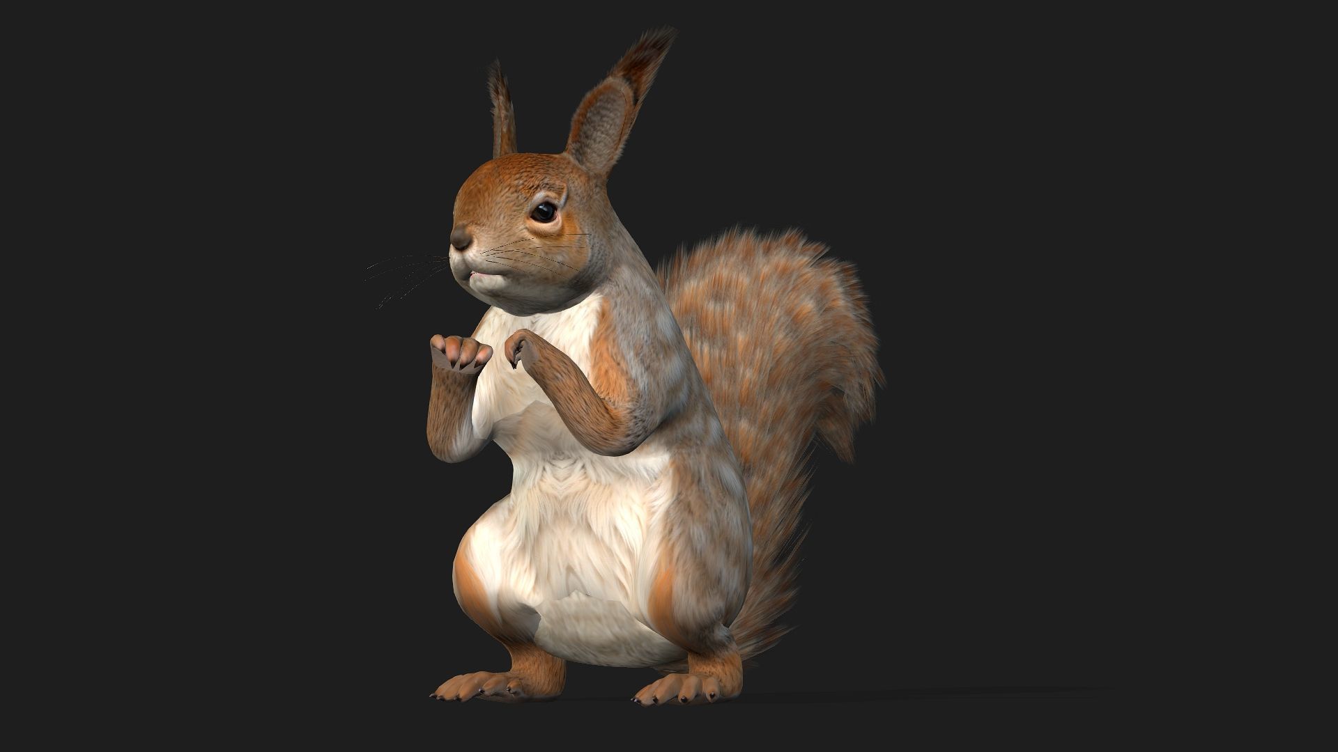 Squirrel-A3 3D model_9