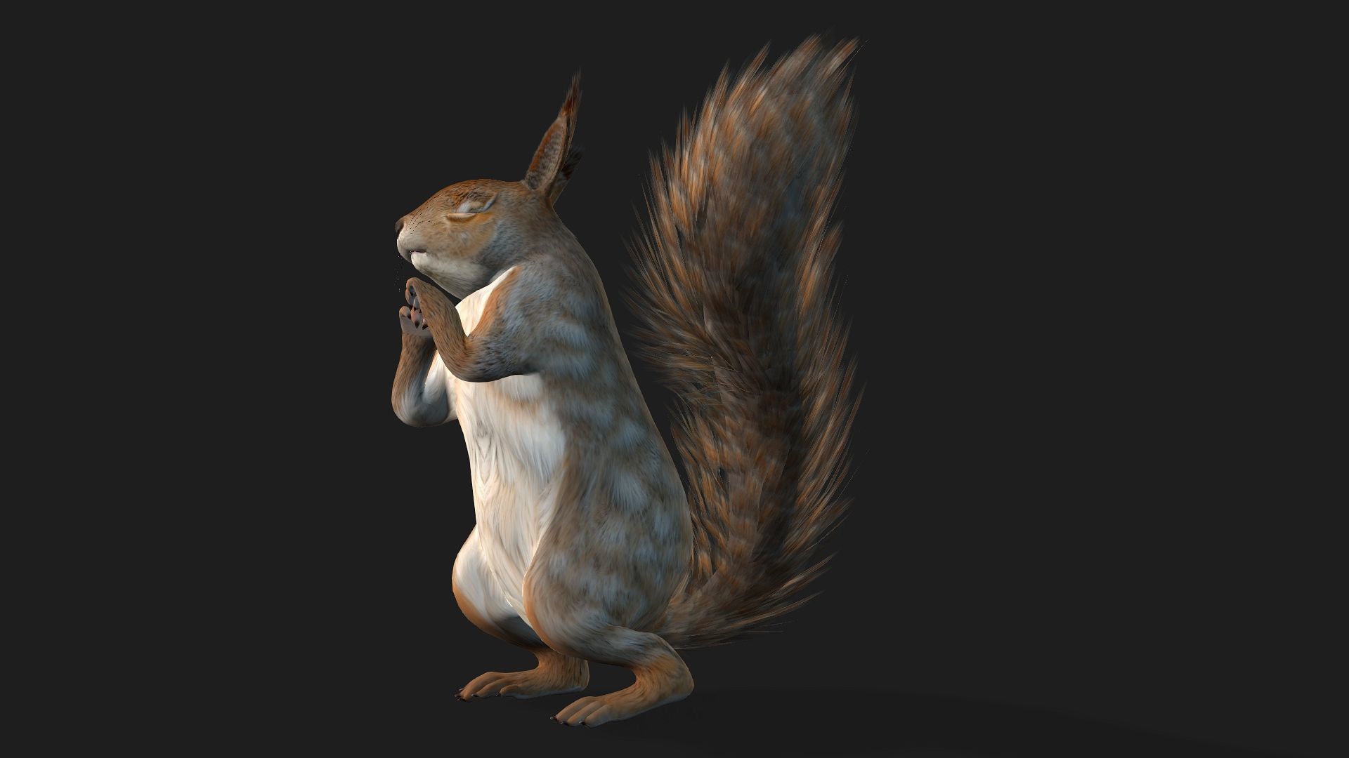 Squirrel-A3 3D model_3