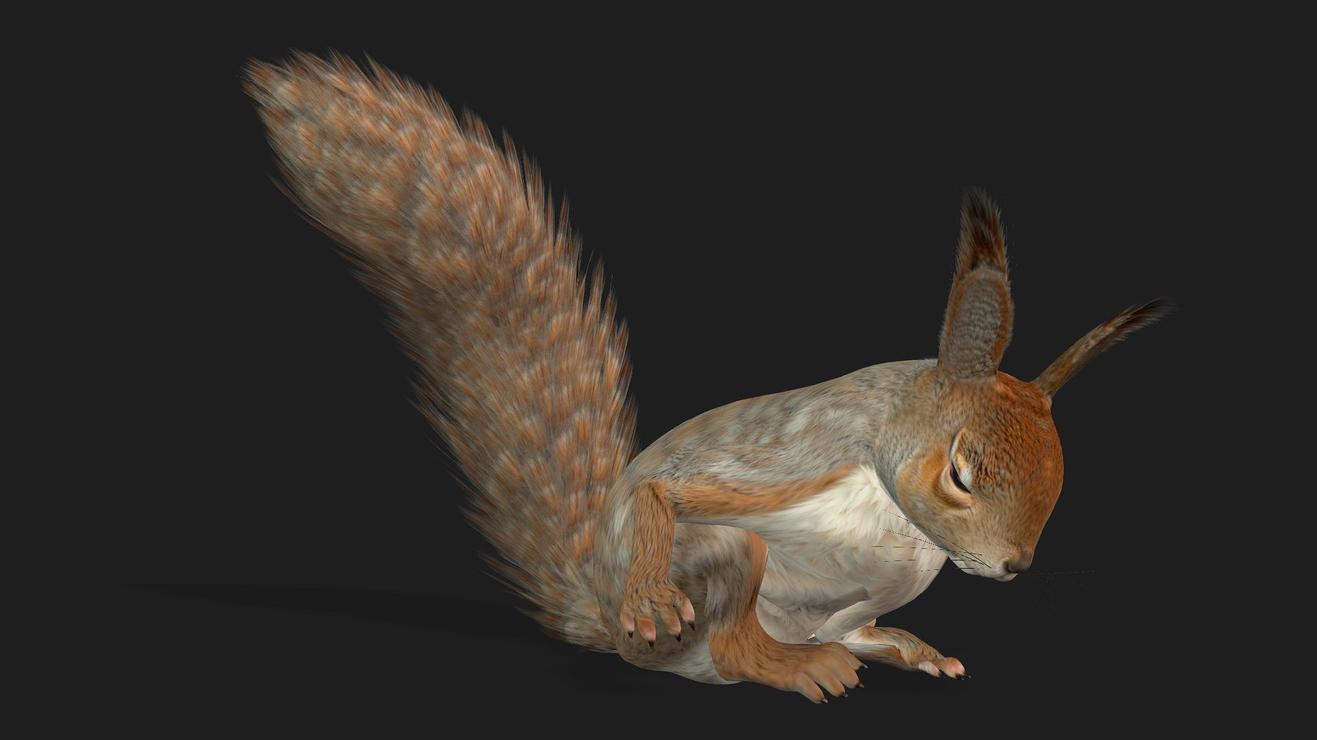 Squirrel-A3 3D model_15
