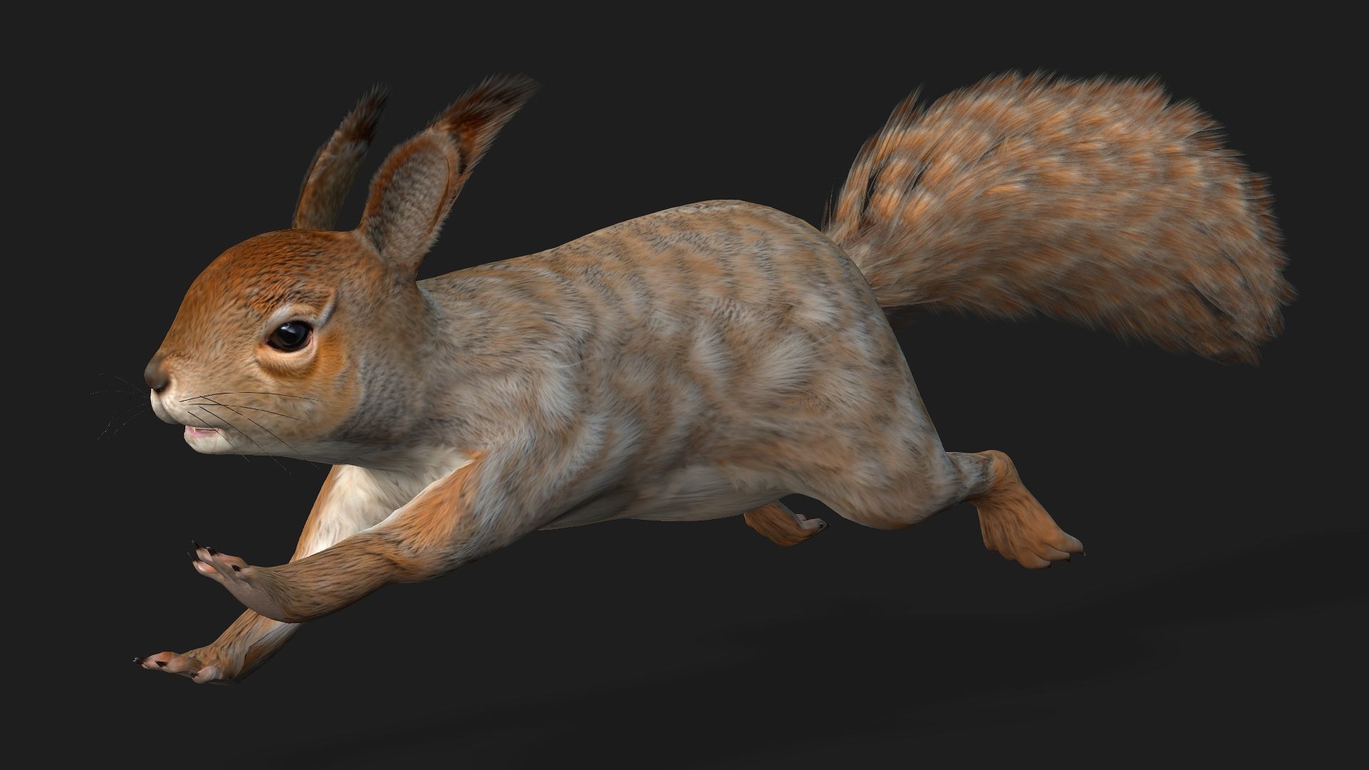 Squirrel-A3 3D model_7