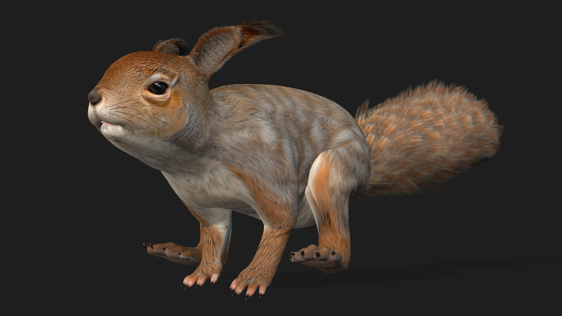 Squirrel-A3 3D model_8