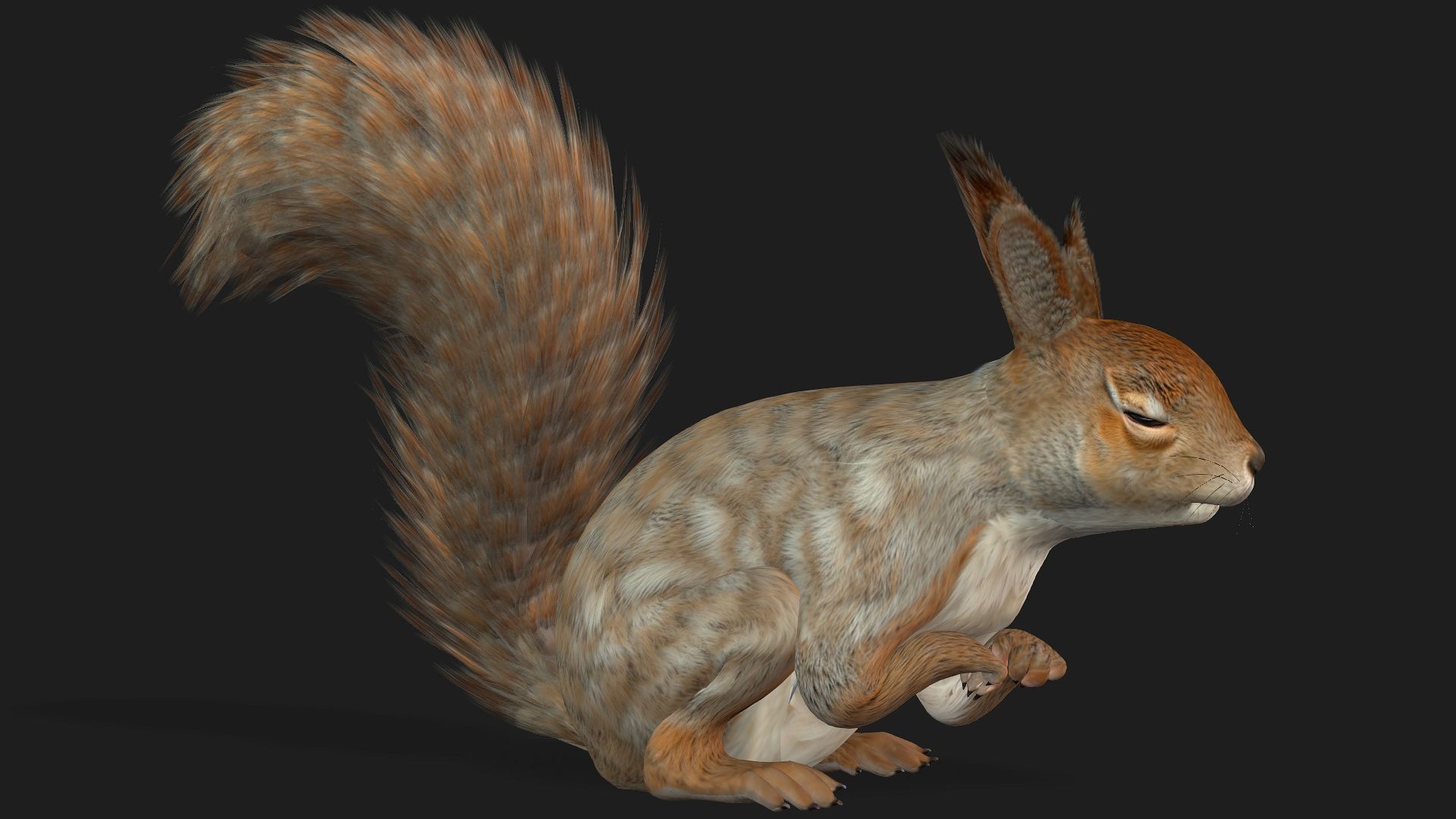 Squirrel-A3 3D model_12