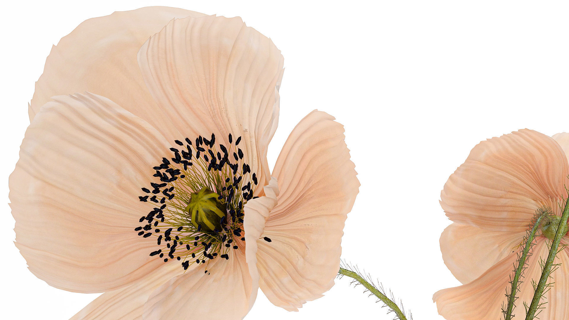 Beautiful Bouquet Of Beautiful Wild Flowers Poppy 468 3D model_4