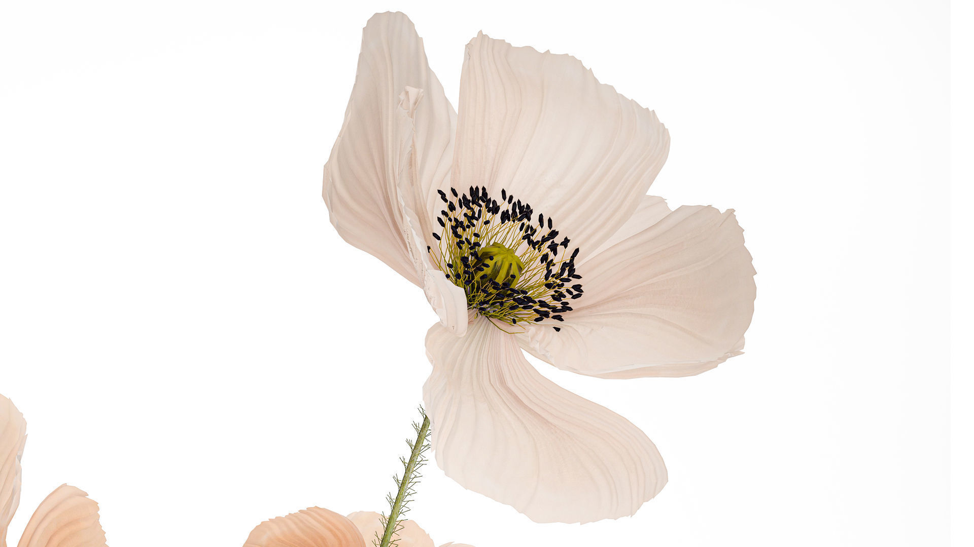 Beautiful Bouquet Of Beautiful Wild Flowers Poppy 468 3D model_3