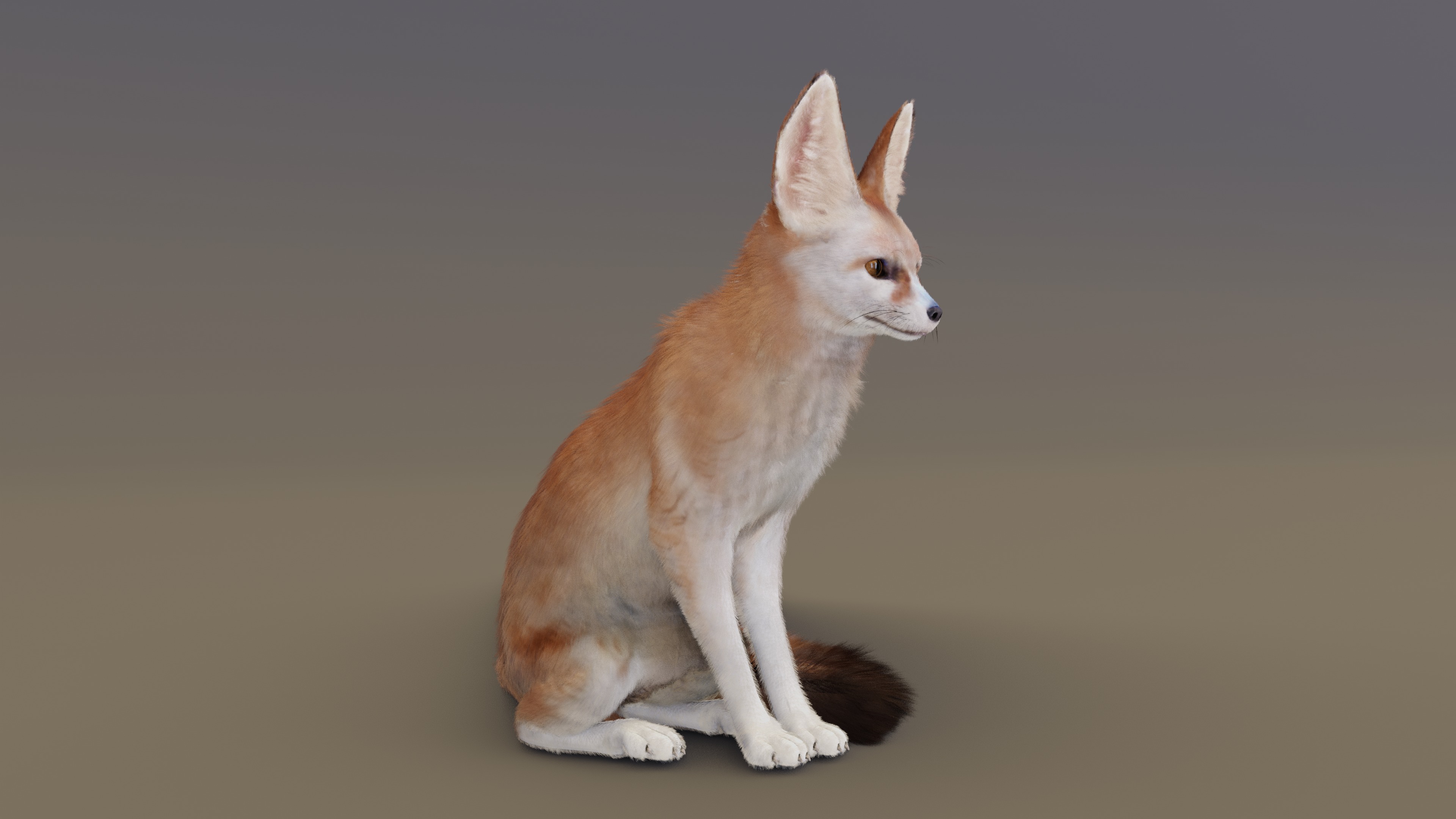 Fennec Fox Animated 3D model_8
