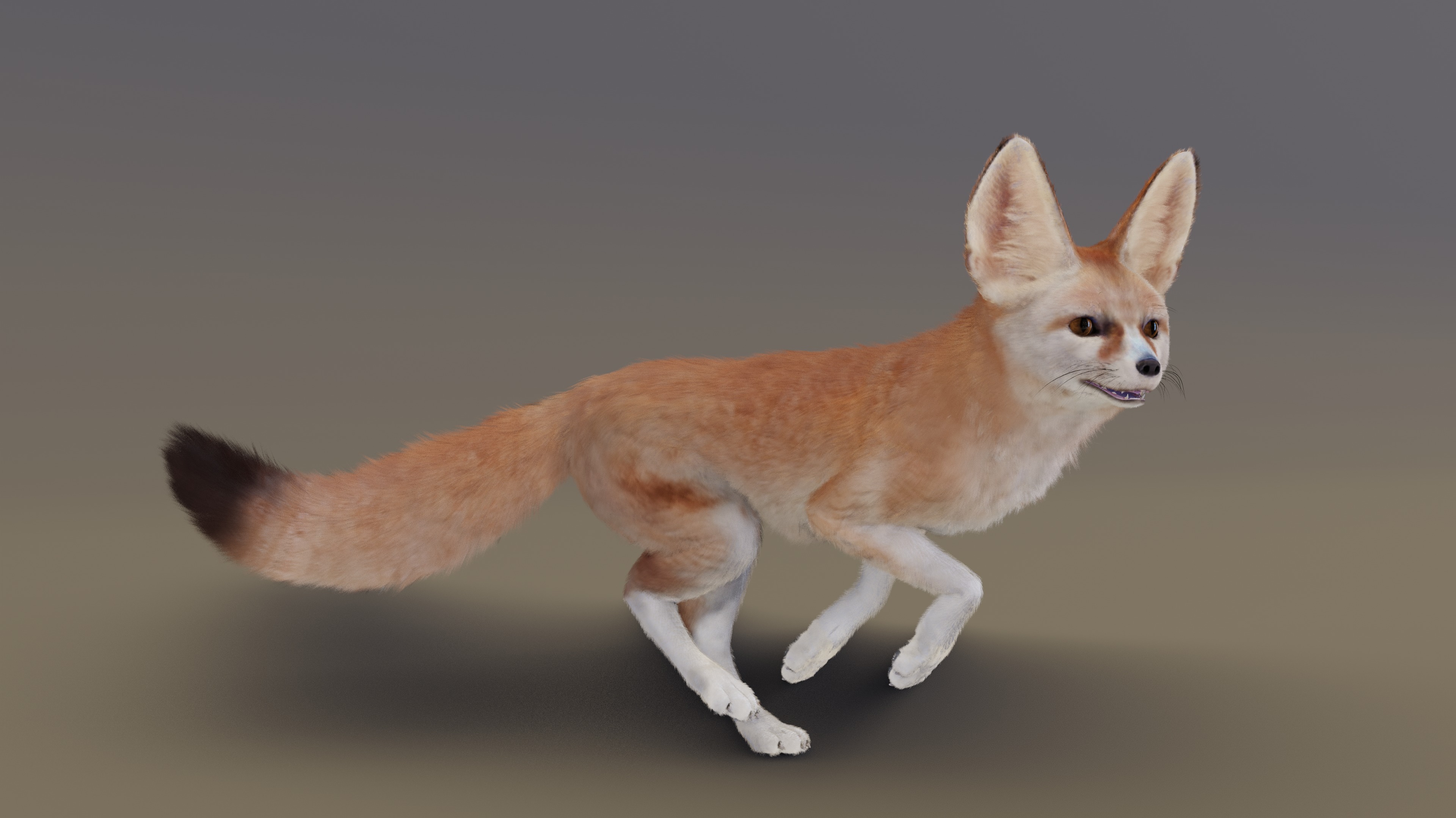 Fennec Fox Animated 3D model_9