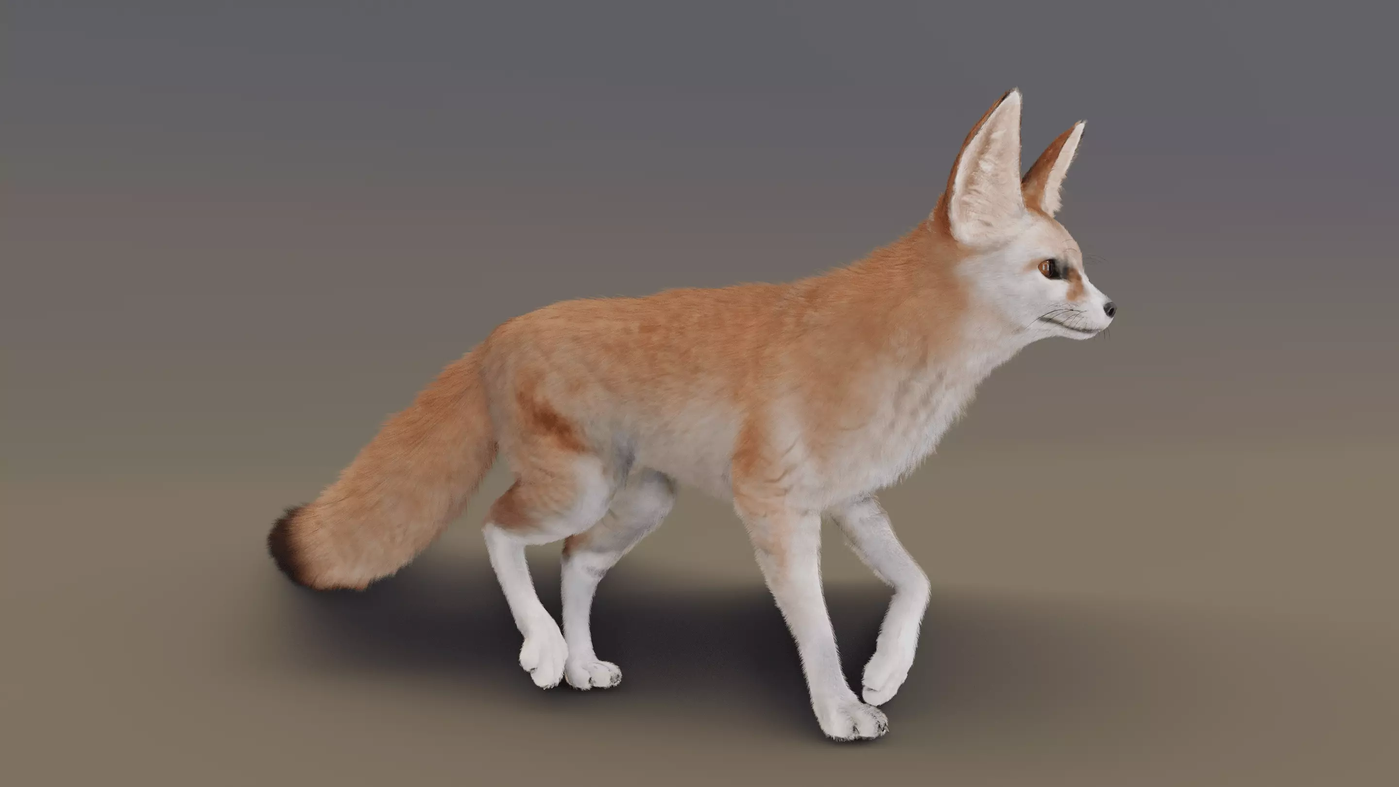 Fennec Fox Animated 3D model_0