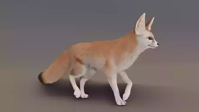 Fennec Fox Animated