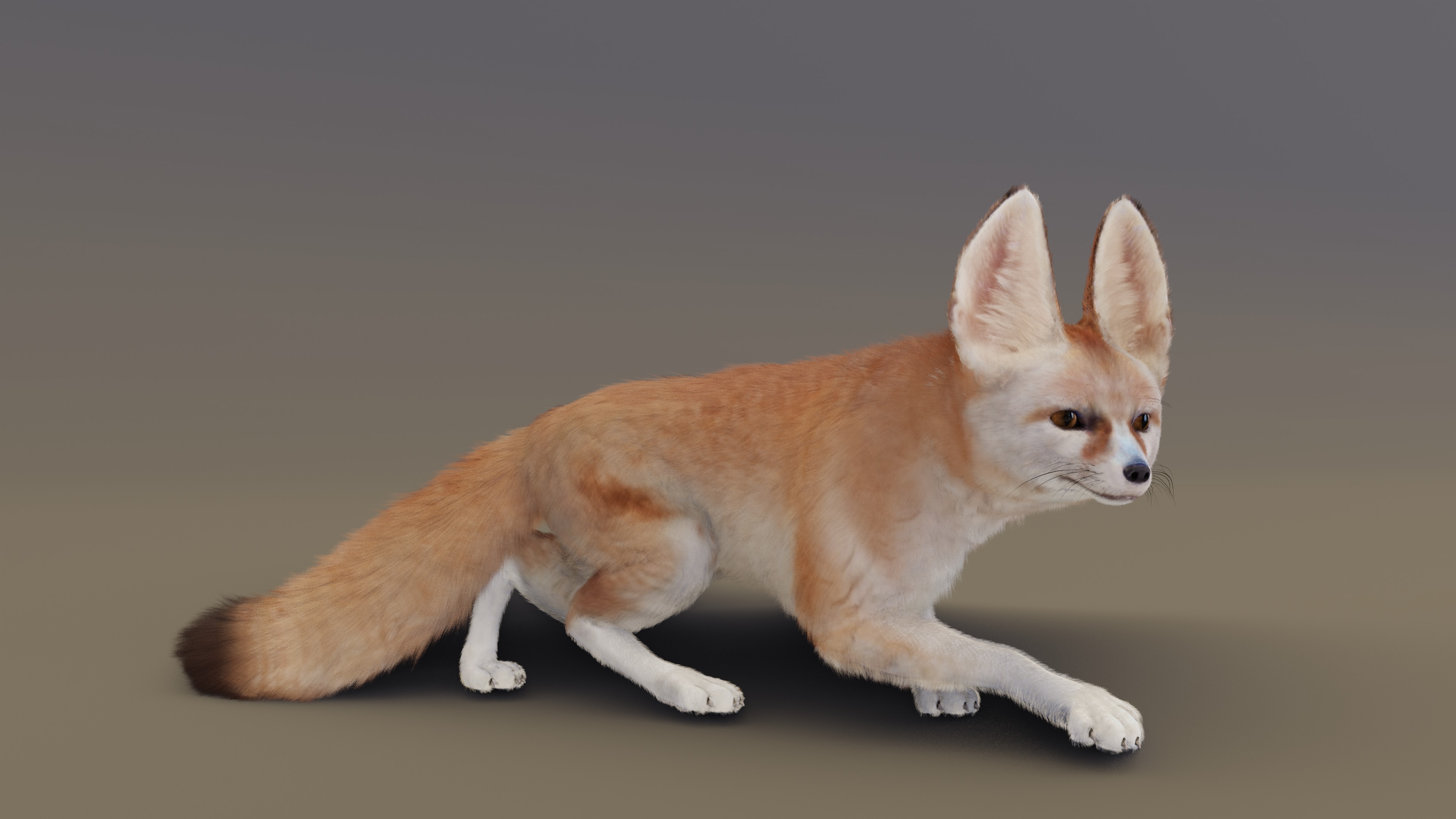 Fennec Fox Animated 3D model_6