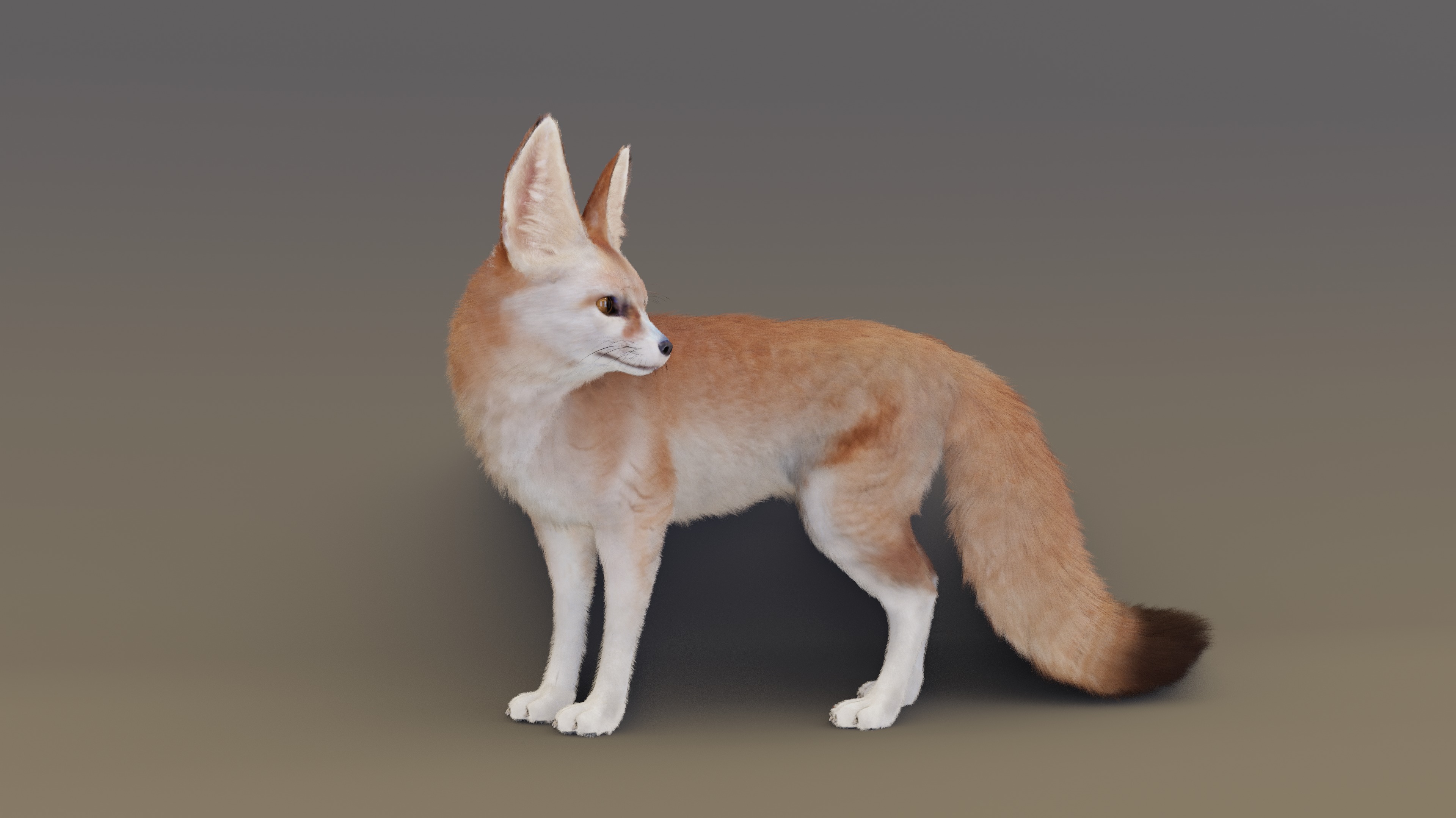 Fennec Fox Animated 3D model_7