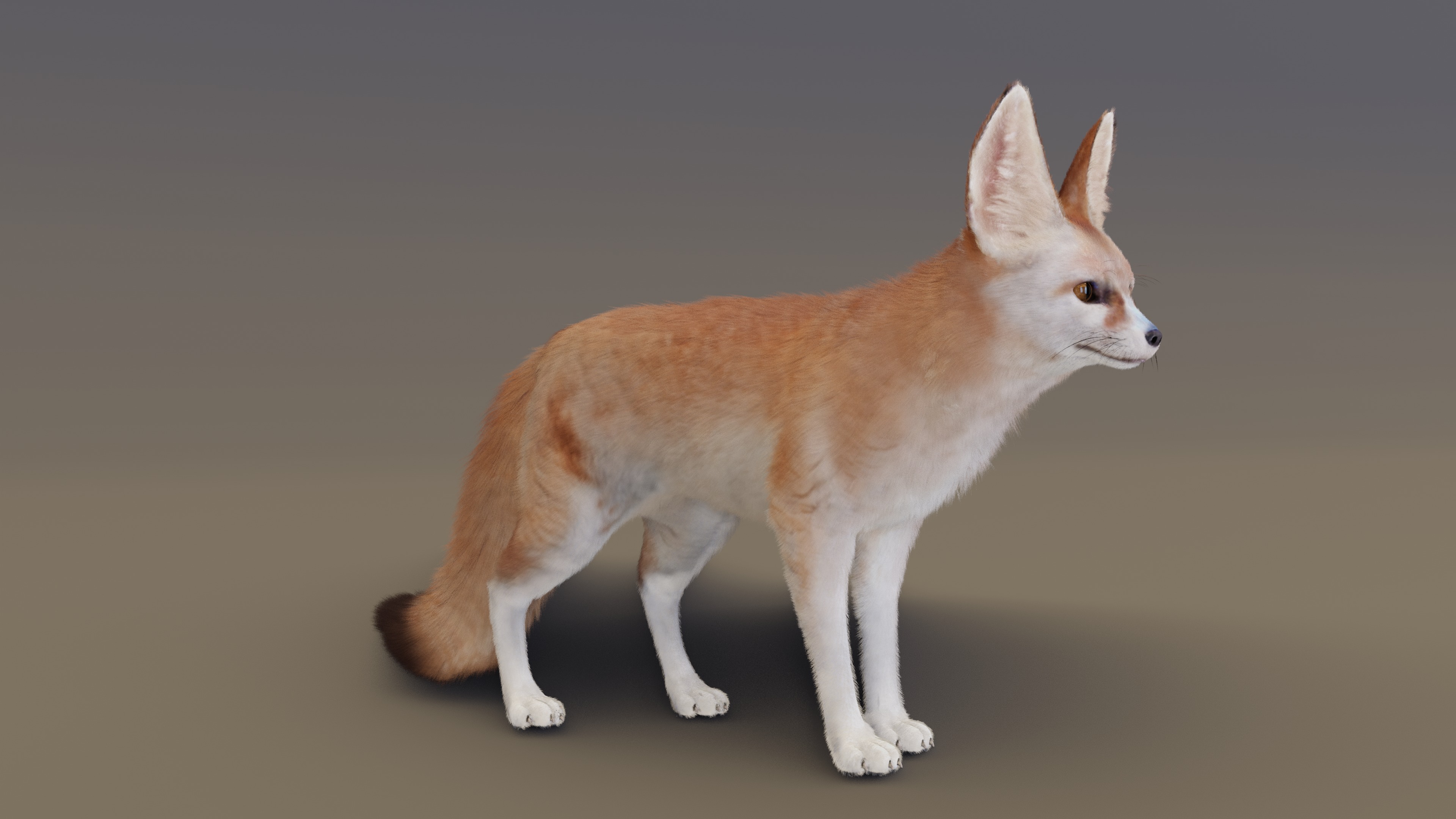 Fennec Fox Animated 3D model_5