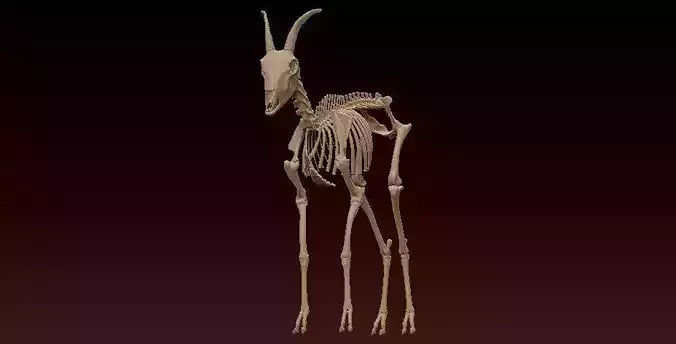  Mountain goat skeleton- statue - 3D print