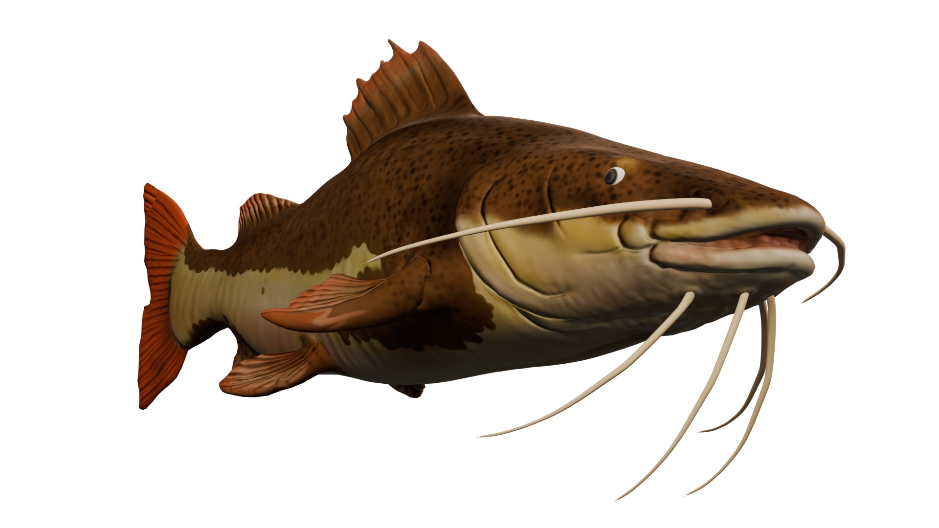 Pirarara - Redtail Low-poly 3D model_2