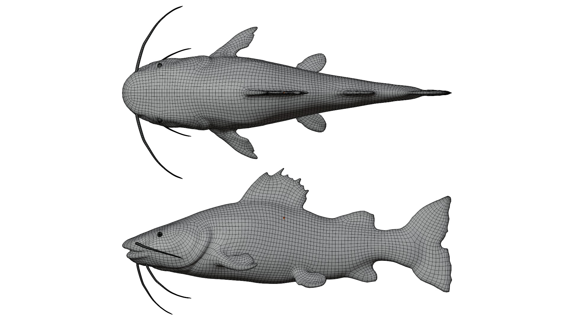 Pirarara - Redtail Low-poly 3D model_3