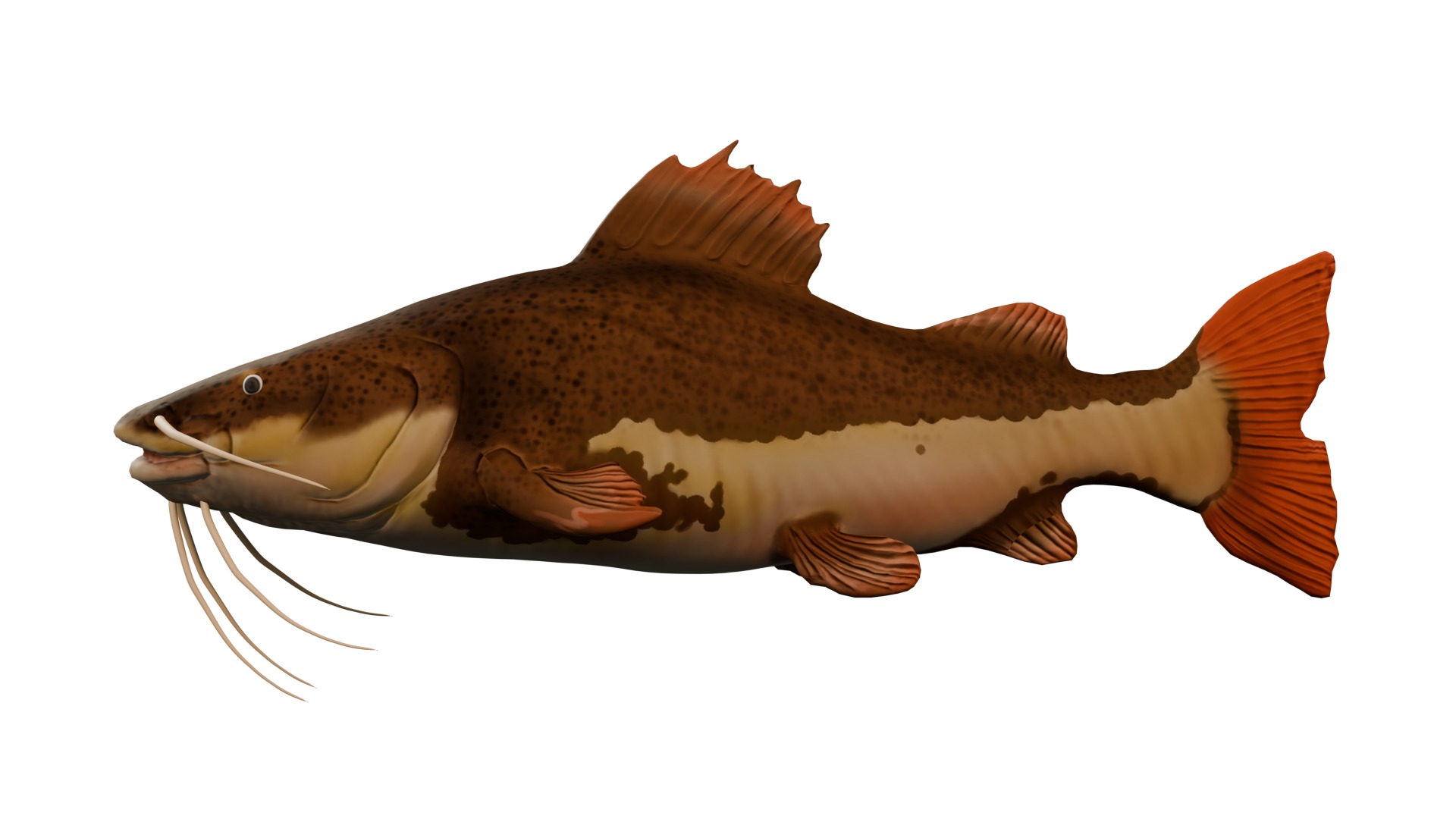 Pirarara - Redtail Low-poly 3D model_1