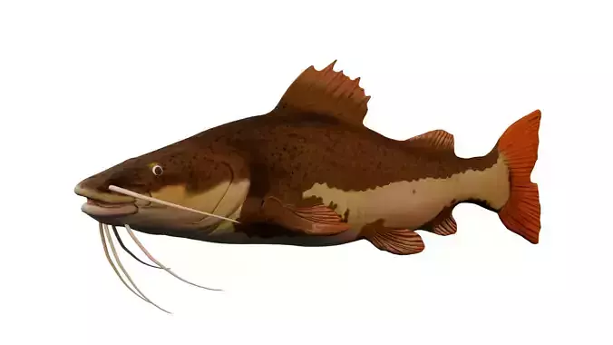 Pirarara - Redtail Low-poly 3D model