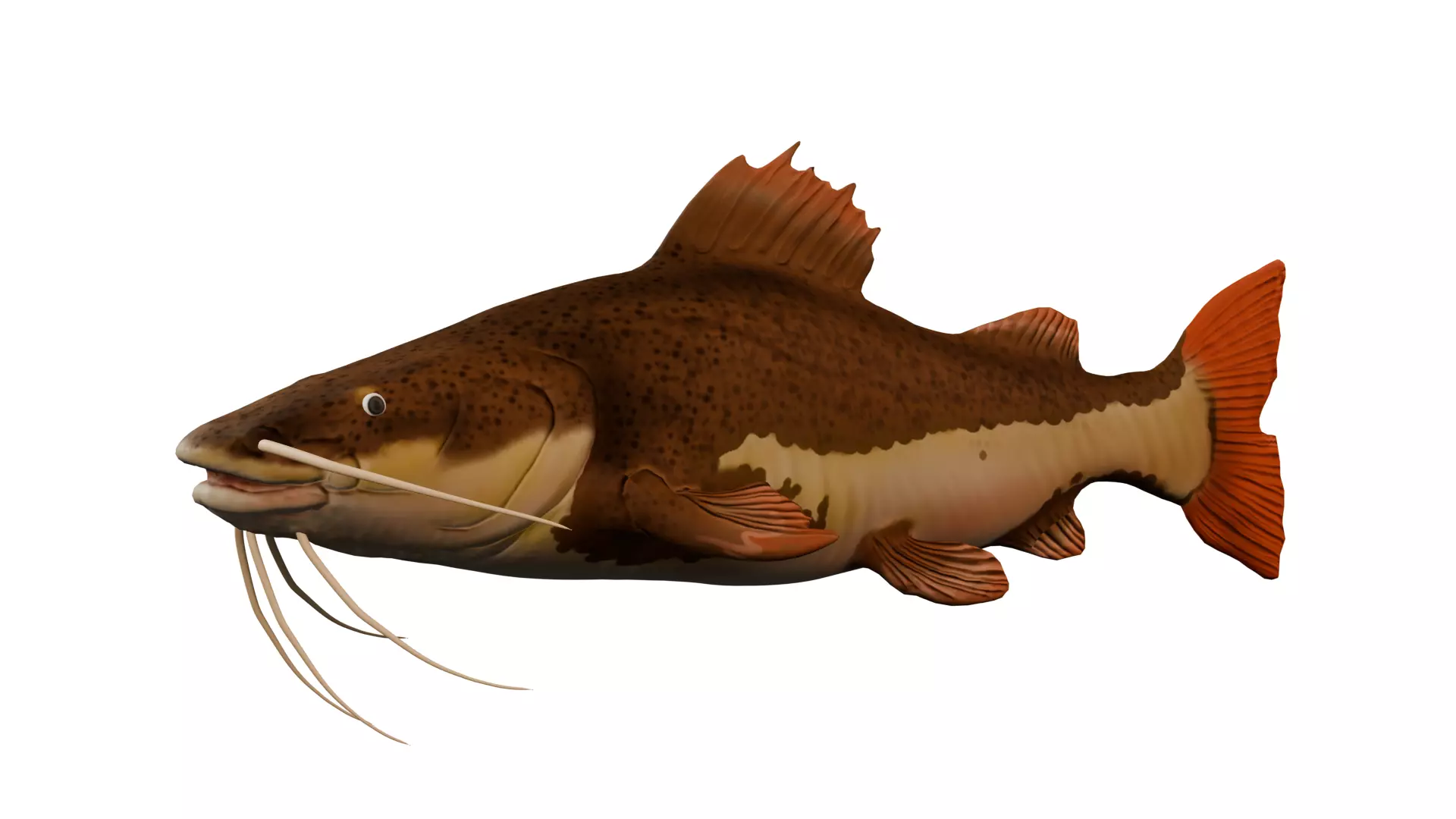 Pirarara - Redtail Low-poly 3D model_0