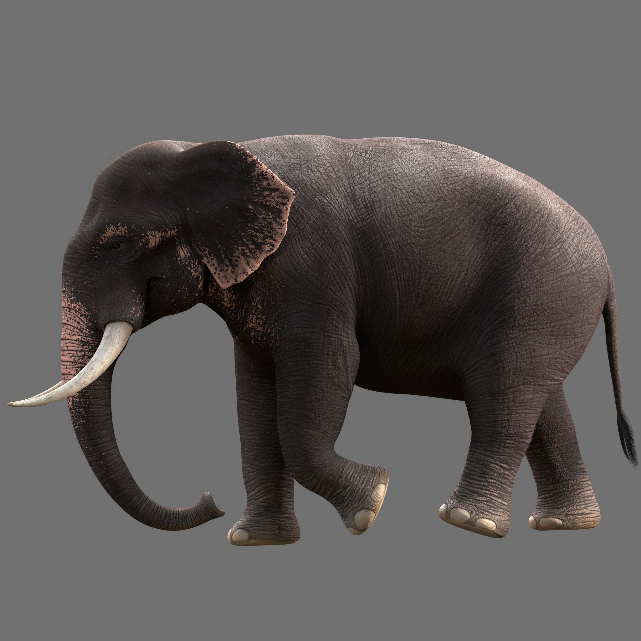 Asian Elephant Rig Maya Low-poly 3D model_4