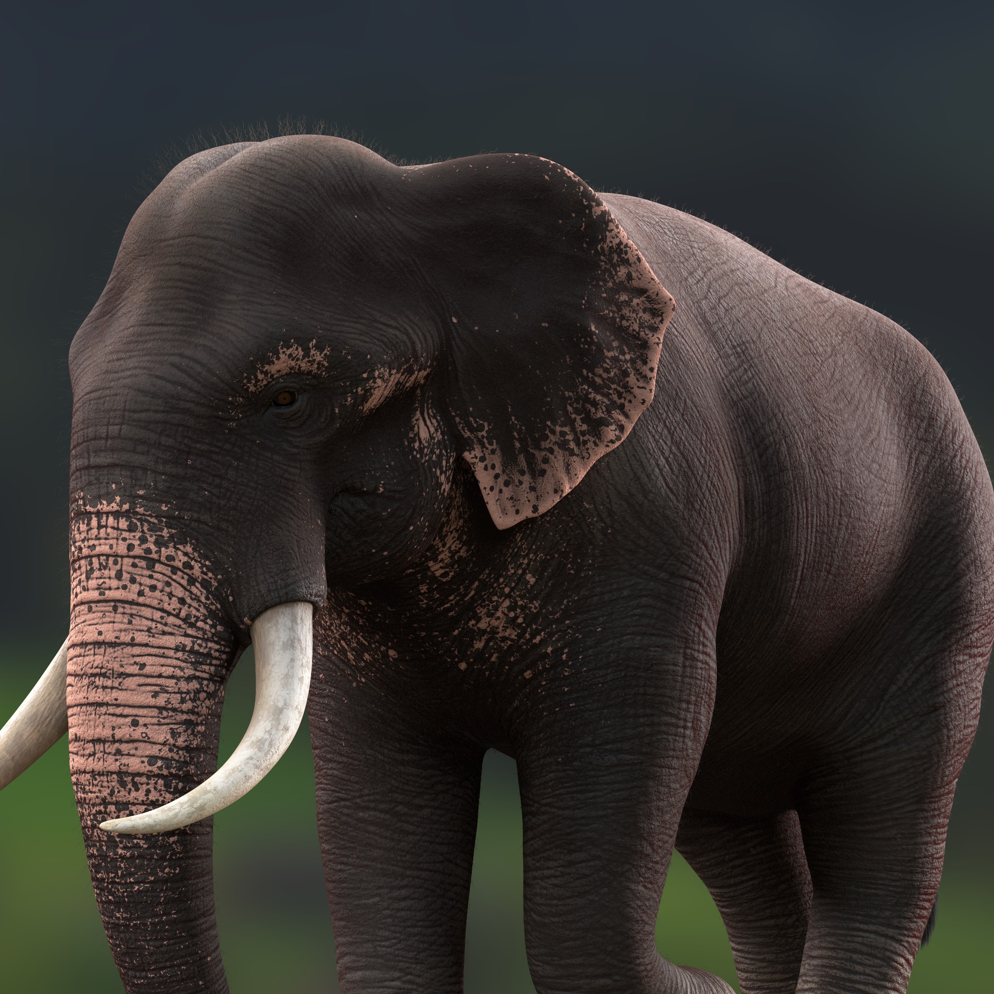 Asian Elephant Rig Maya Low-poly 3D model_2